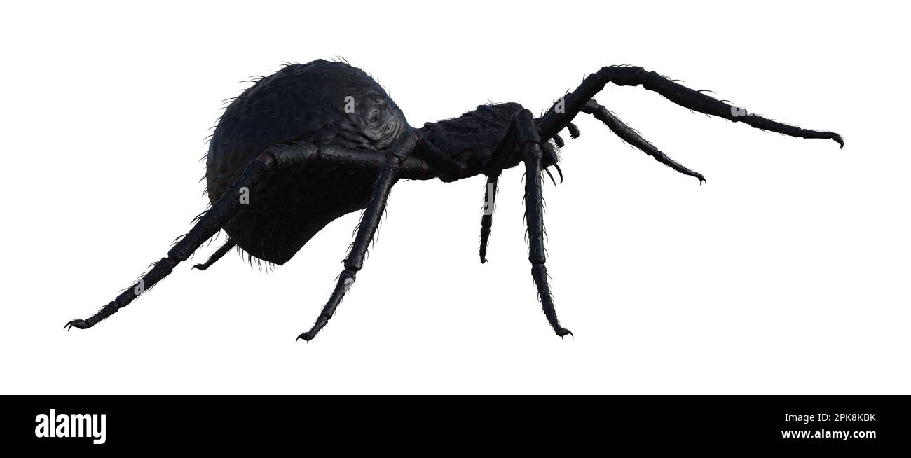 3d illustration of a large black hairy spider walking forward isolated ...