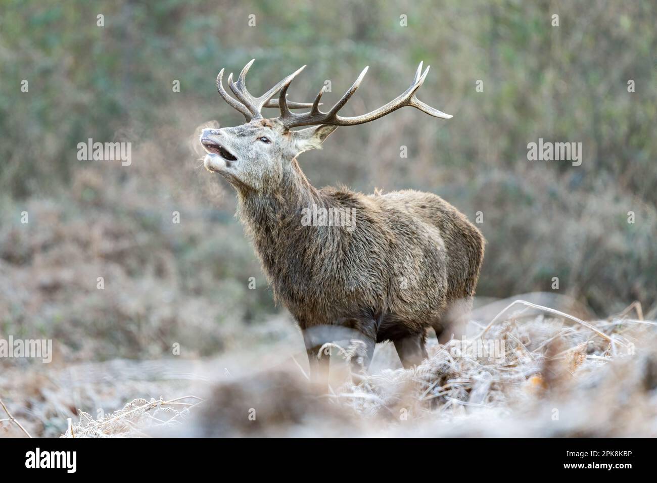 Red deer stag (Cervus elaphus) in Richmond Park, London.  ** This content is being exclusively managed by SWNS. To licence for editorial or commercial Stock Photo