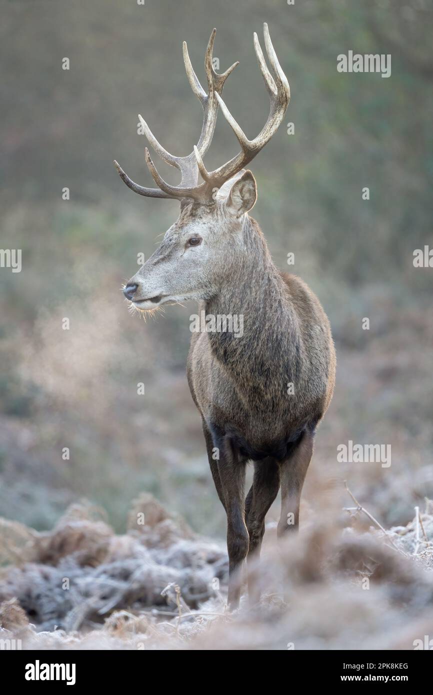 Red deer stag (Cervus elaphus) in Richmond Park, London.  ** This content is being exclusively managed by SWNS. To licence for editorial or commercial Stock Photo