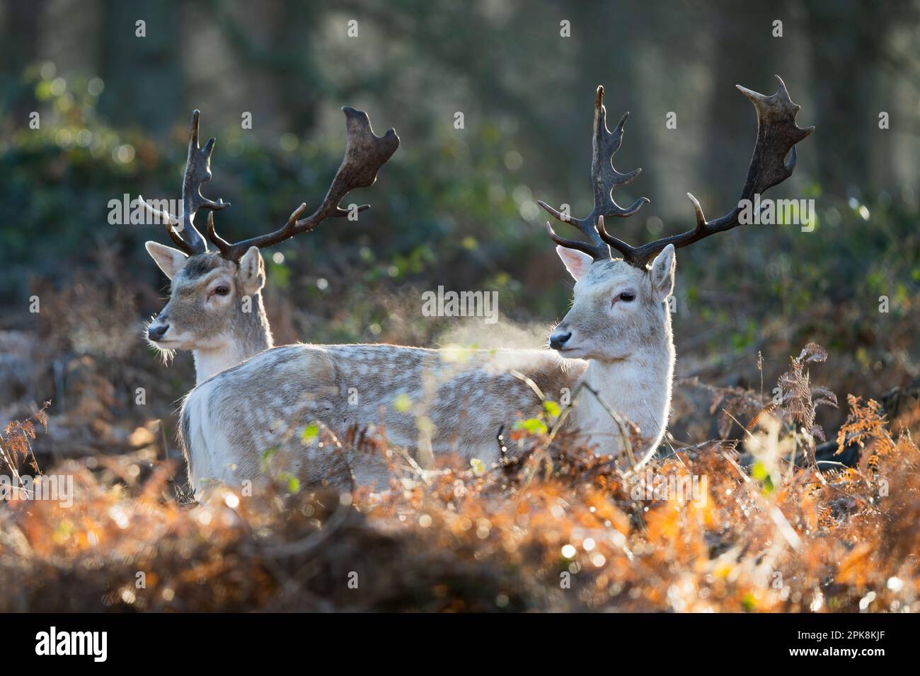 A pair of fallow deer fawns (Dama dama) in Richmond Park, London.  ** This content is being exclusively managed by SWNS. To licence for editorial or c Stock Photo