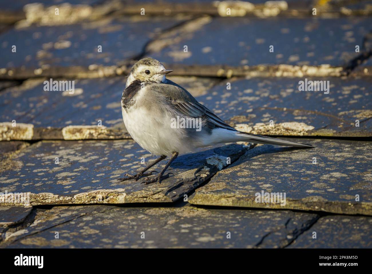A pied wagtail (Motacilla alba) on a tiled roof at the Callanish visitor centre on the Isle of Lewis in the Outer Hebrides, Scotland Stock Photo