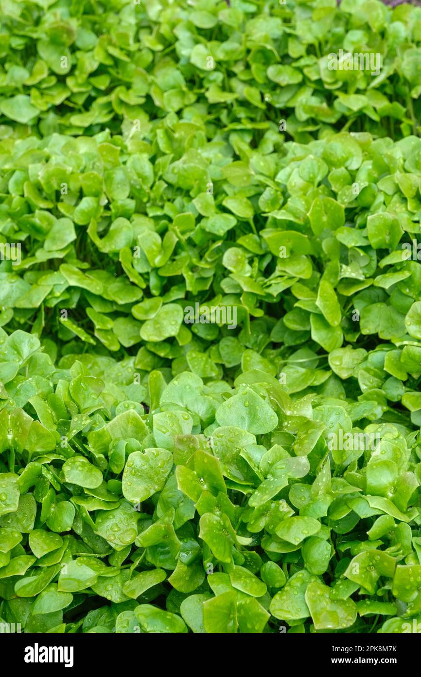 Claytonia perfoliata, miner's lettuce, Indian lettuce, winter purslane