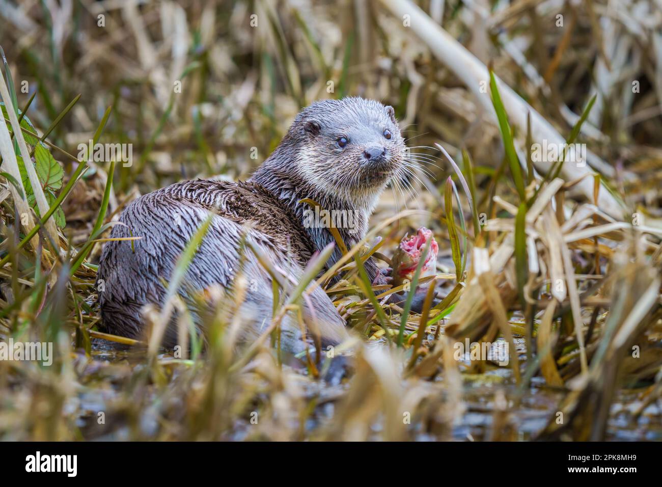 An otter (Lutra lutra) in the Stroudwater Canal in Cainscross, near Stroud, Gloucestershire. Stock Photo