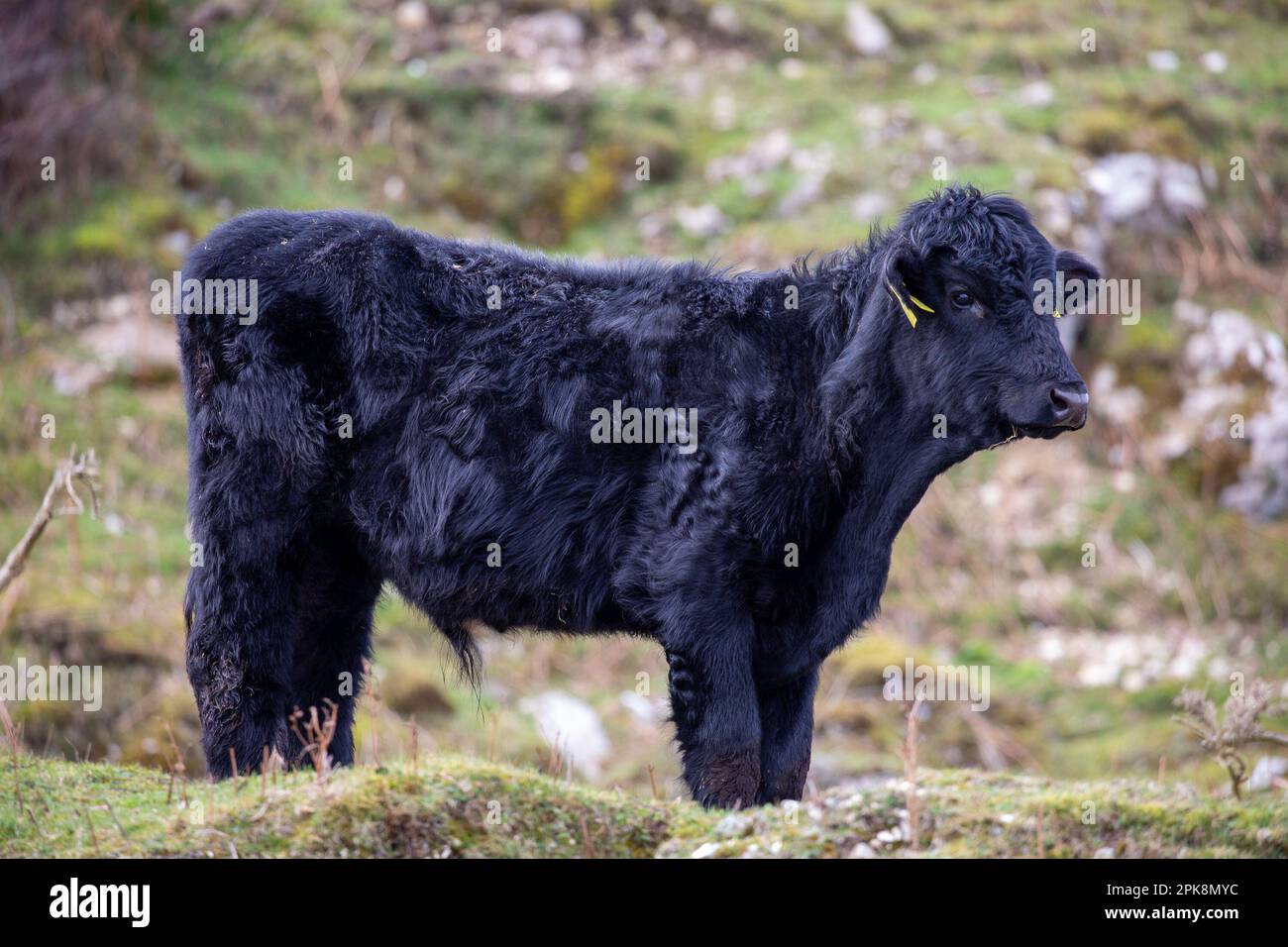 cow with ear tag on muddy hillside in Count Antrim, Northern Ireland Stock Photo