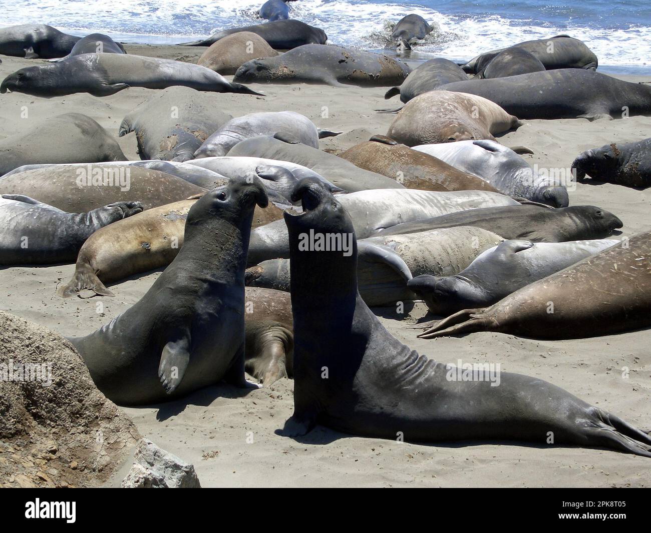 kämpfende männliche Nördliche See-Elefanten (Mirounga angustirostris) - fighting male northern elephant seals Stock Photo