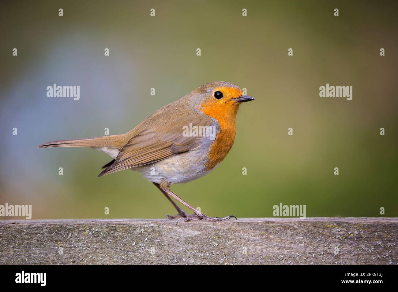 Side view robin bird on hi-res stock photography and images - Alamy