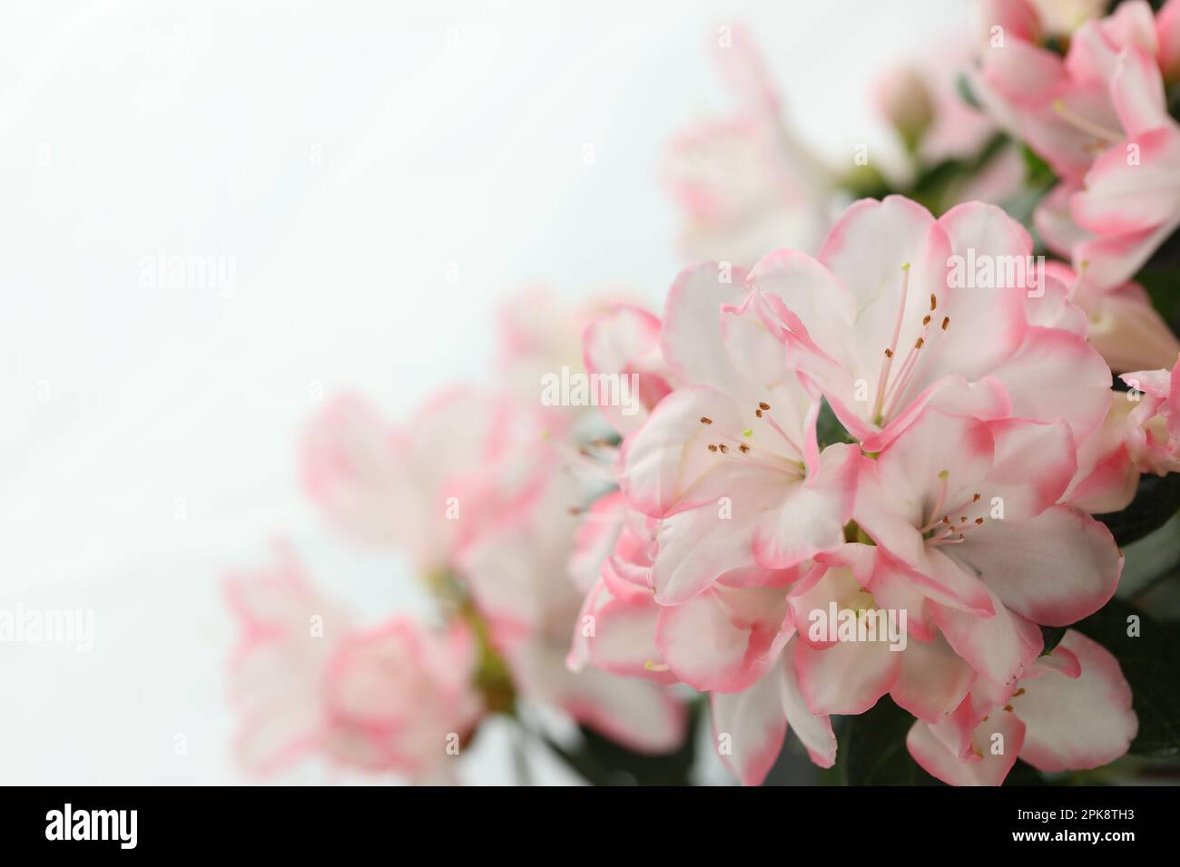 white background with pink azalea blossom and copy space Stock Photo