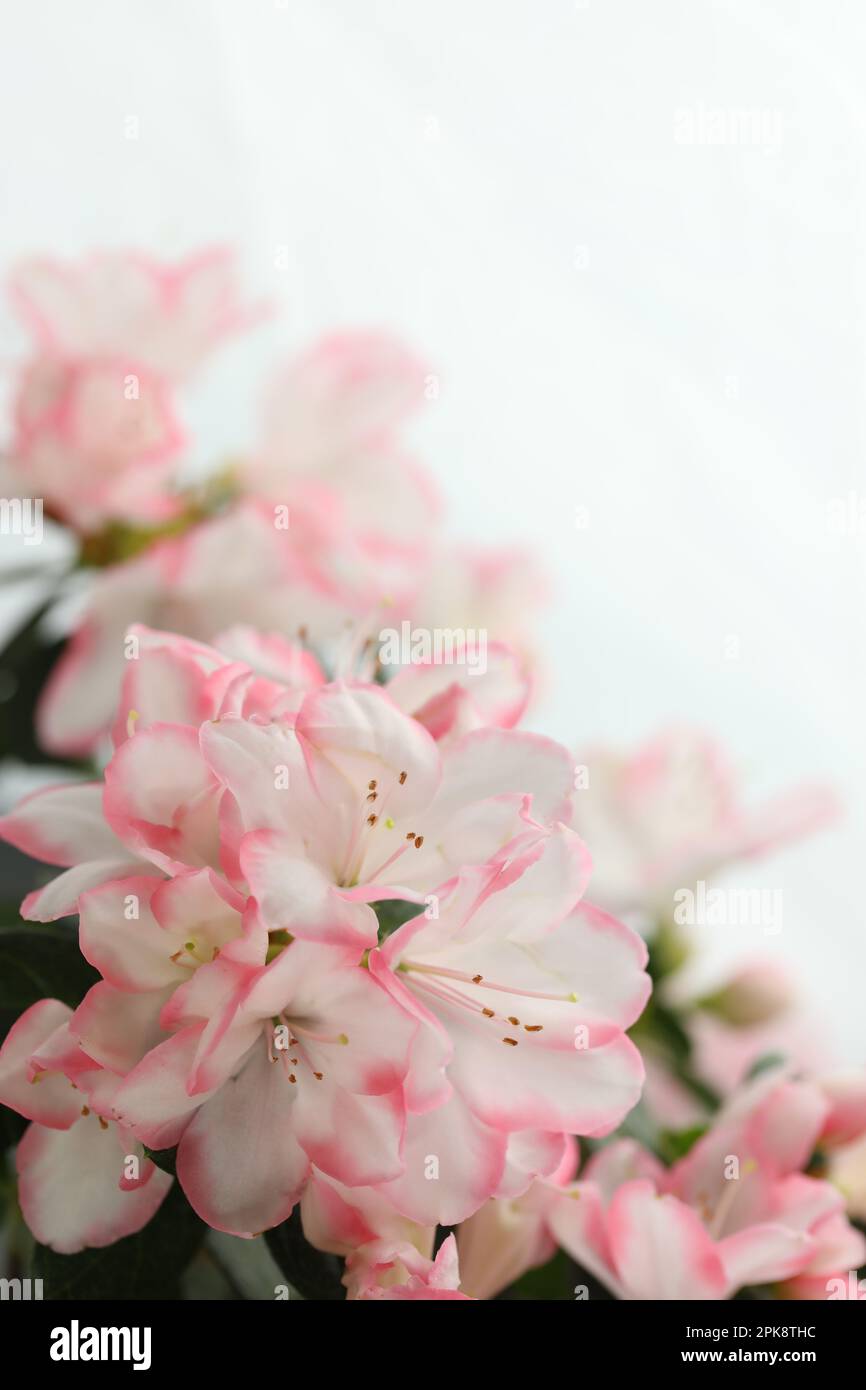 white background with pink azalea blossom and copy space Stock Photo