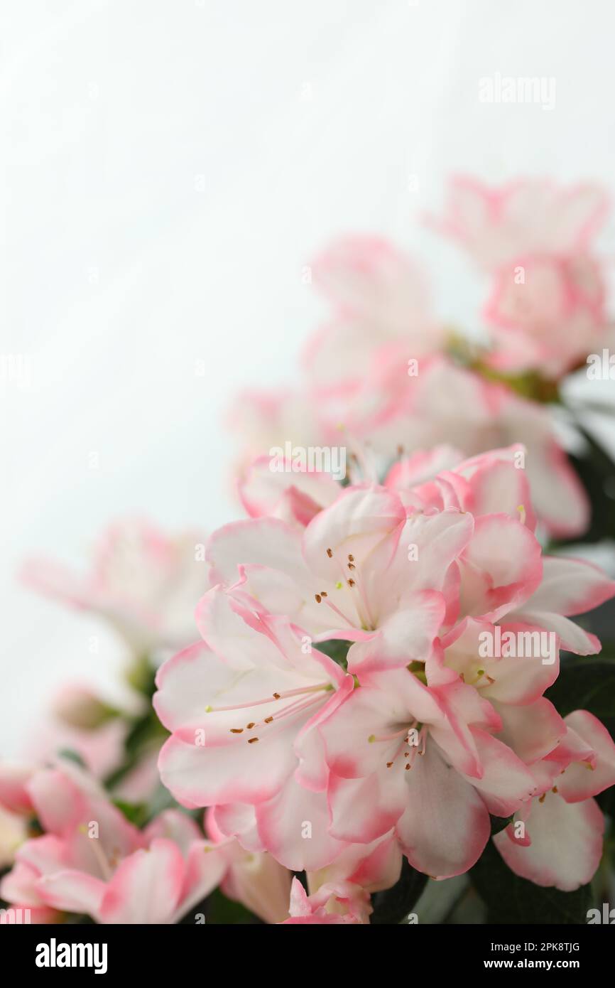 white background with pink azalea blossom and copy space Stock Photo