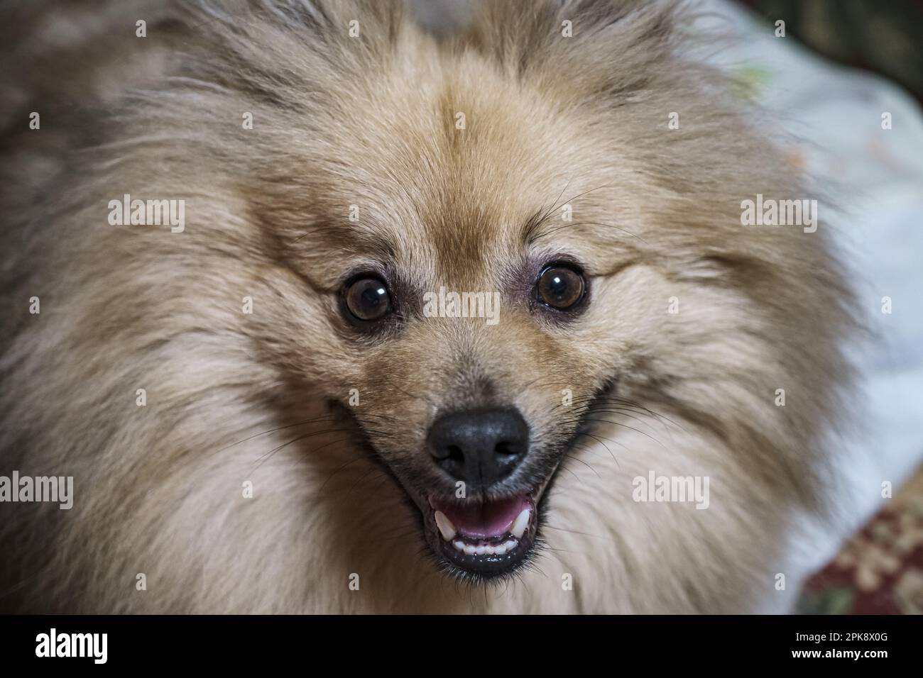 The face of a cutue Stock Photo