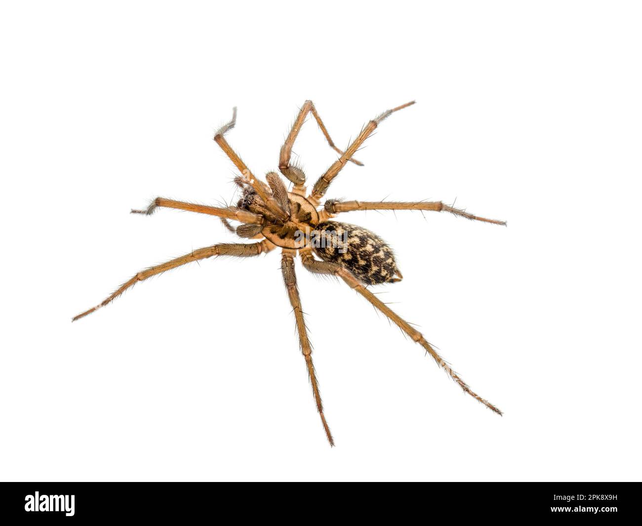 European giant house spider Eratigena (formerly Tegenaria) atrica