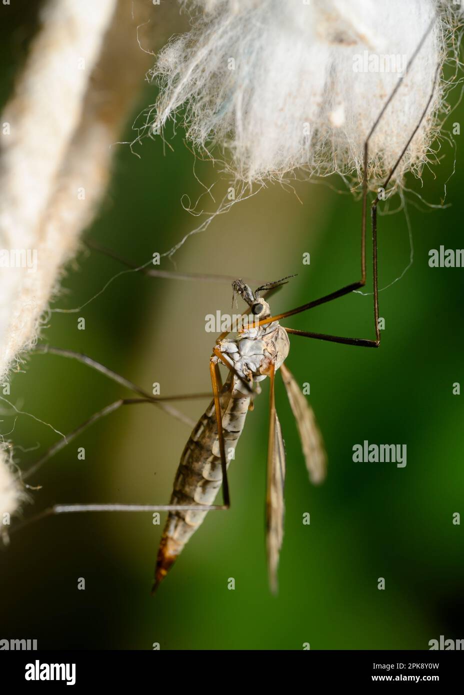 A large mosquito on a fluffed rope Stock Photo - Alamy