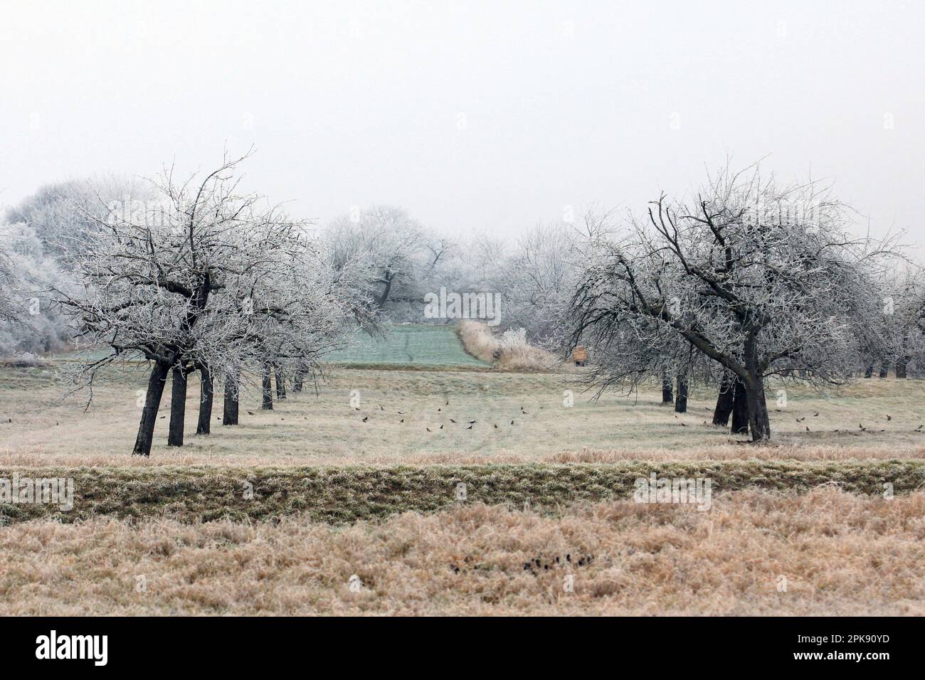 Old apple orchard covered in snow in wintertime with crows on grassland below Stock Photo