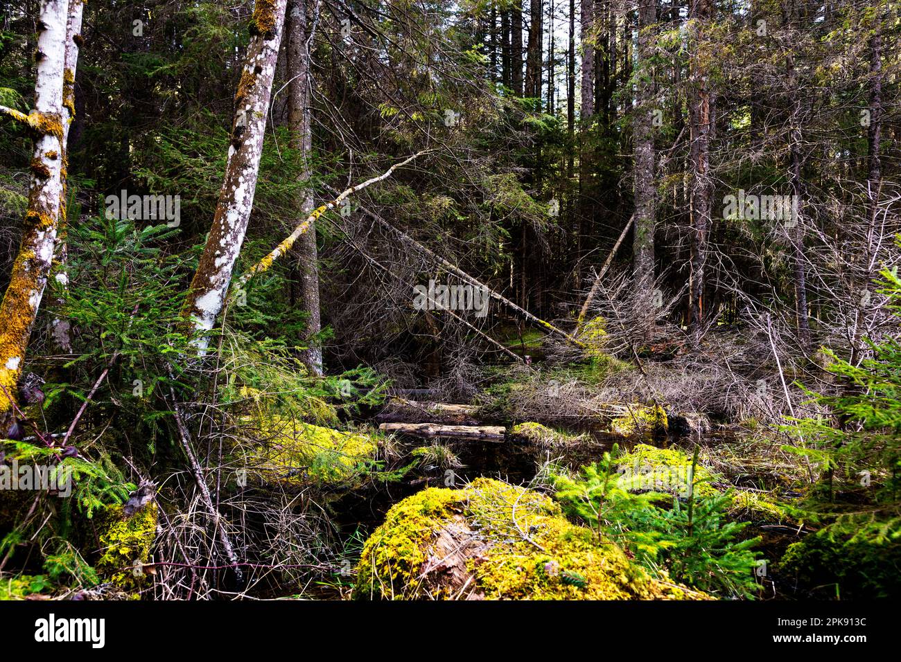 Moorland landscape in the Black Forest, Titisee, Baden-Wuerttemberg, Germany Stock Photo