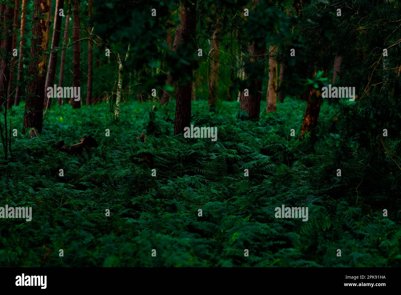 Woodland floor with ferns hi-res stock photography and images - Alamy