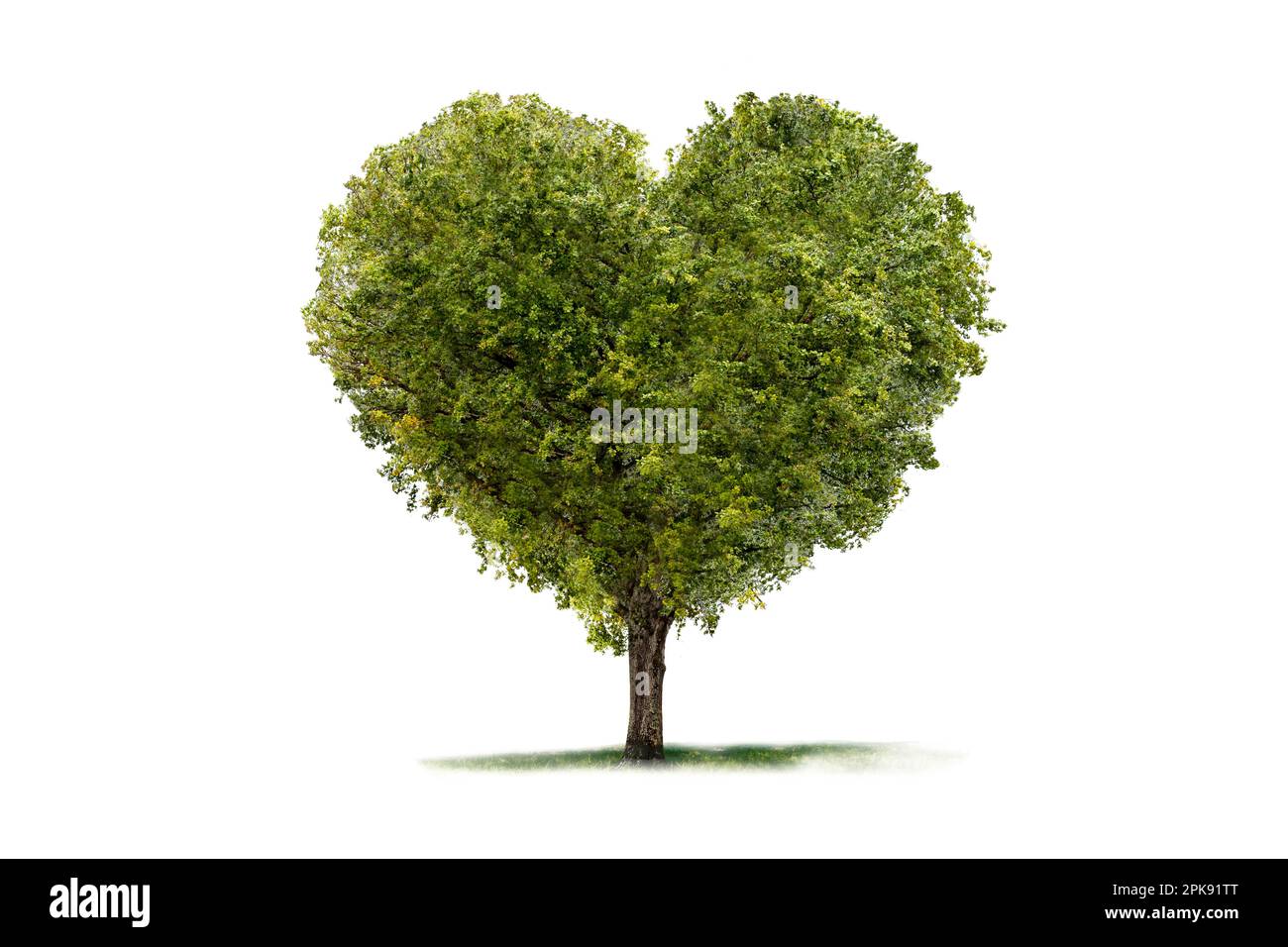 Green tree in heart shape isolated against white background [M]. Stock Photo