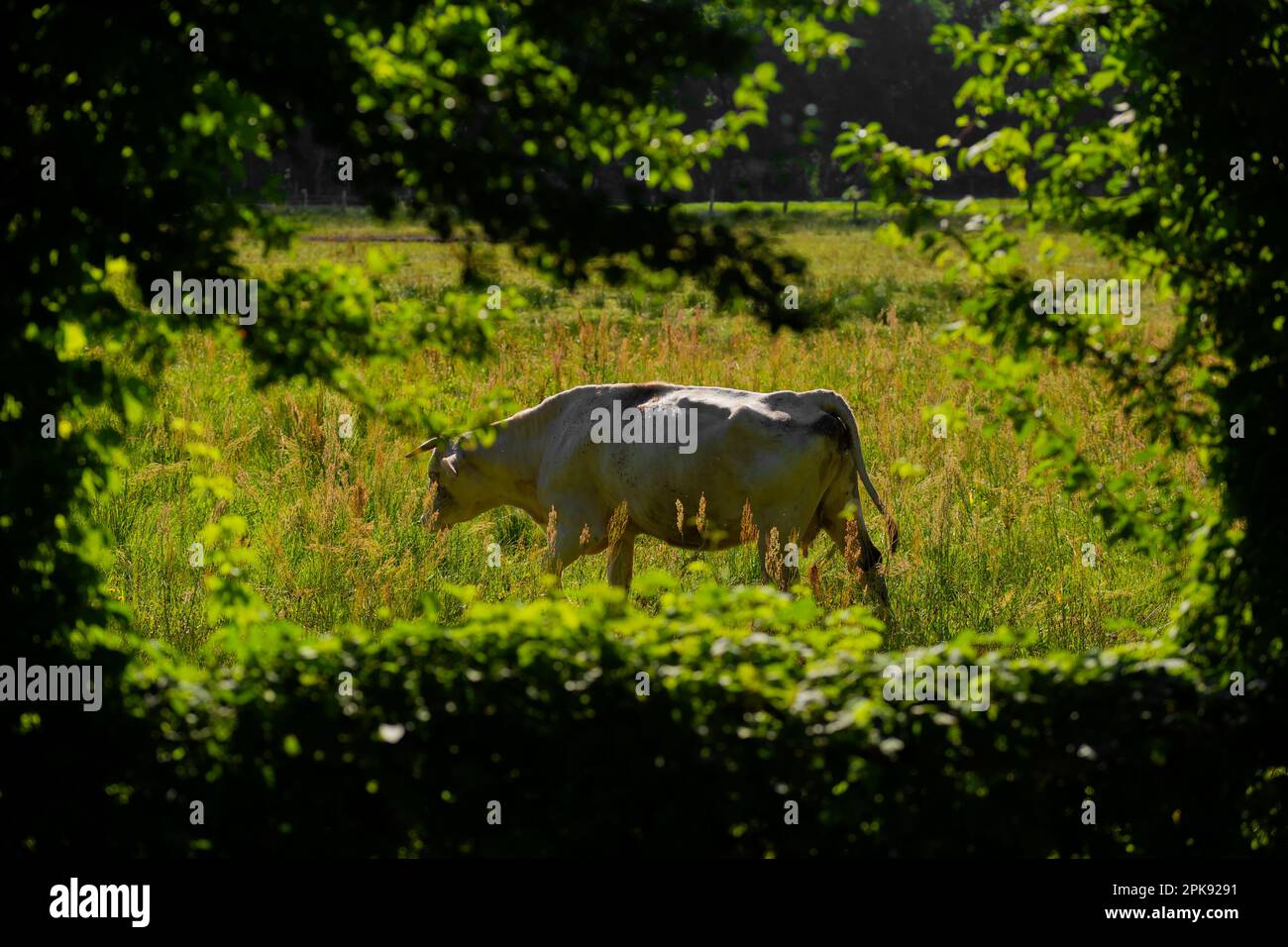 Female domestic cattle on a meadow, view through a hedge Stock Photo