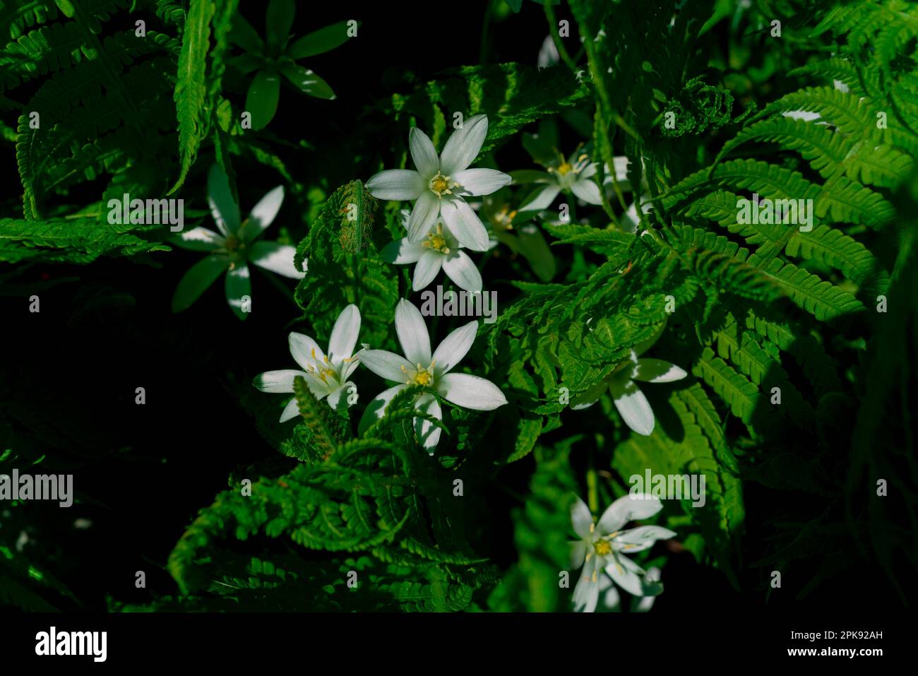 White star-shaped flower petals between green fern plants in spring Stock Photo
