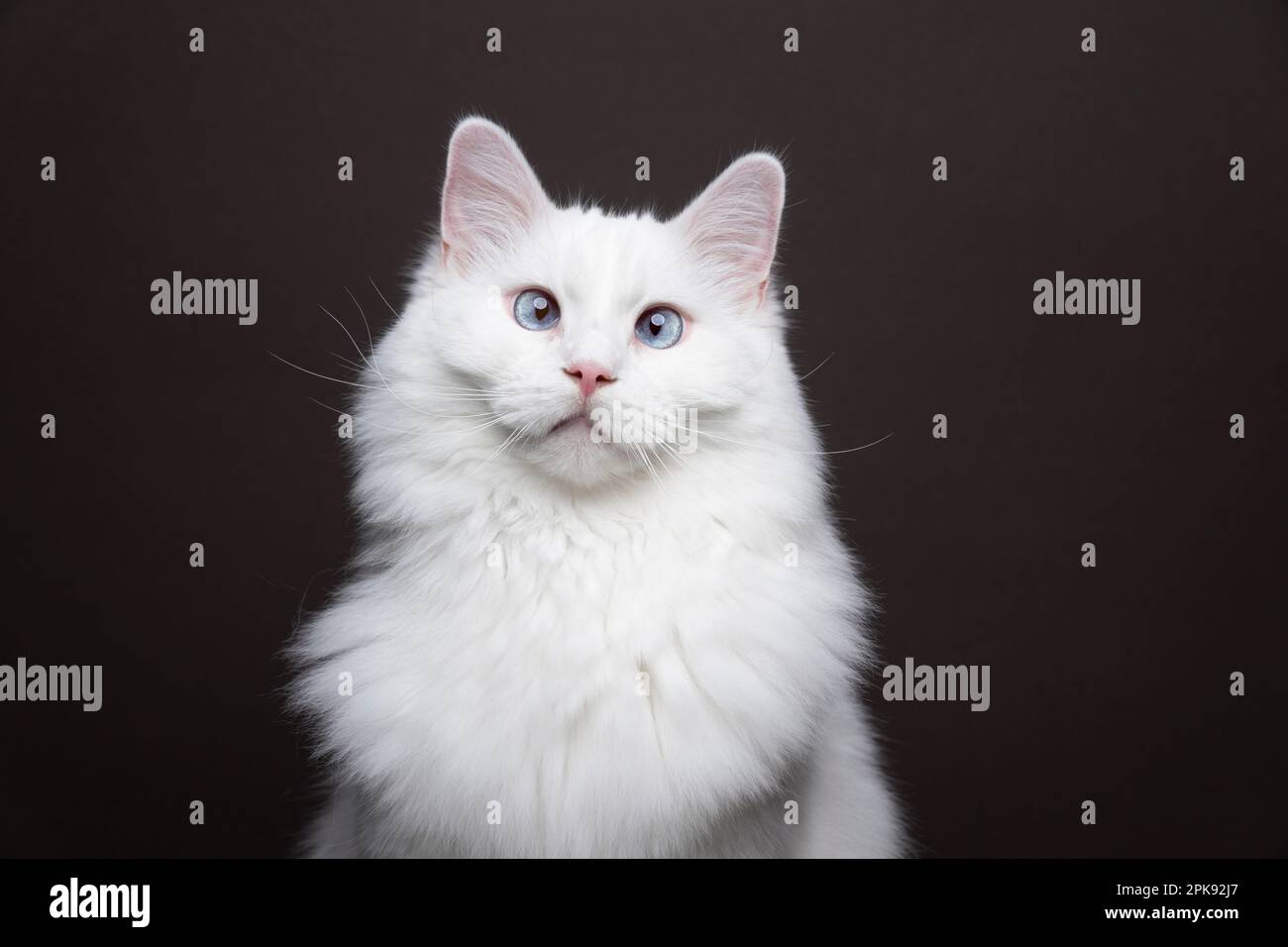 White ragdoll cat with blue eyes looking at camera squinting. Portrait ...