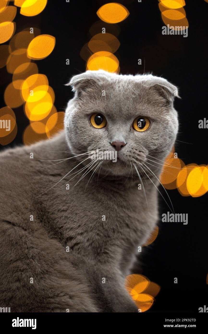 scottish fold cat with yellow eyes looking at camera. portrait on black background with bokeh lights Stock Photo