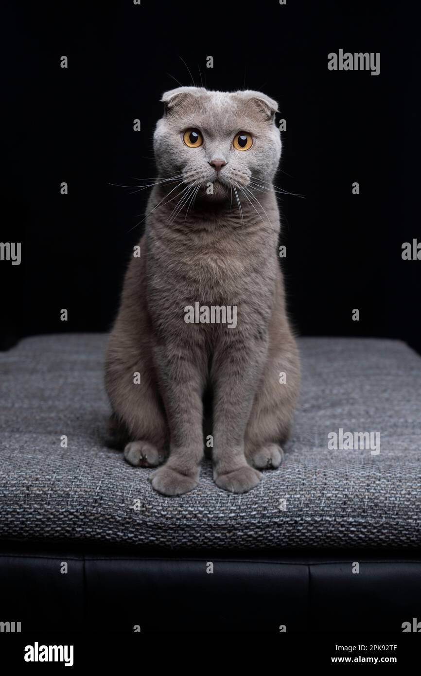 lilac scottish fold cat sitting on cushion looking at camera. portrait against black background with copy space Stock Photo