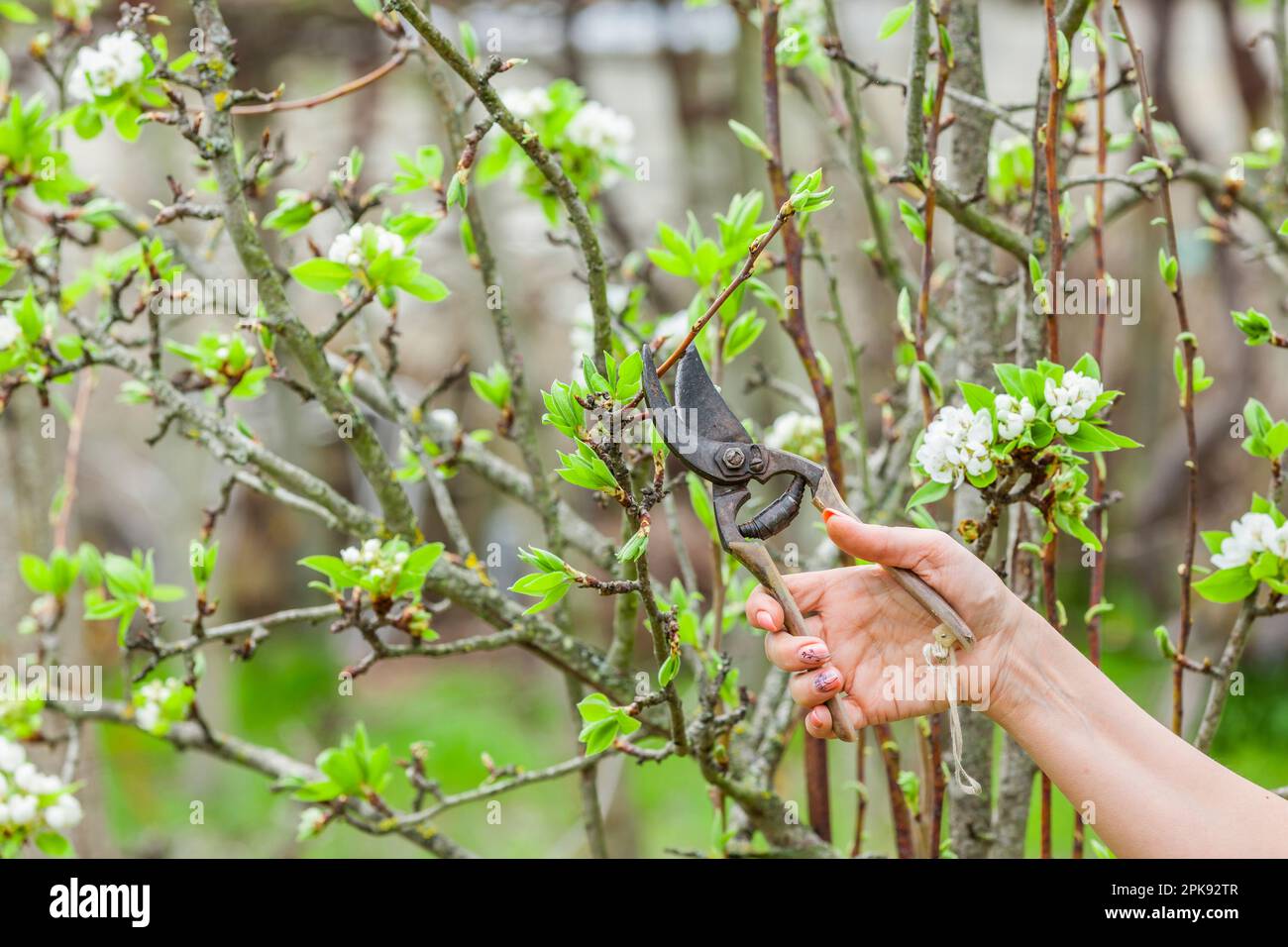 Pruning an apple tree in the spring Stock Photo Alamy