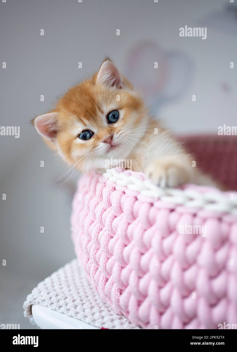 Pink kitten bed sale