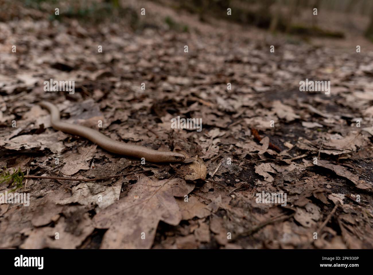 Blindworm on a hiking trail in the forest in spring, shallow depth of field, blurred background Stock Photo