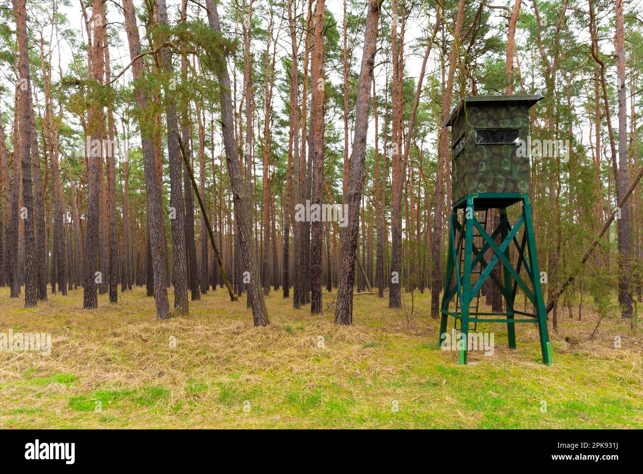 Green covered and camouflaged high stand for hunters in a pine forest
