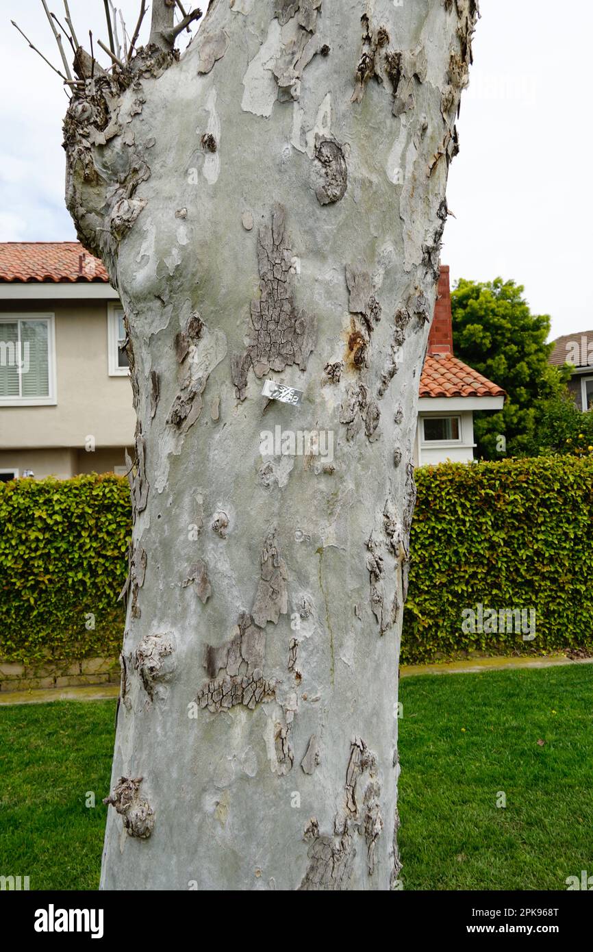 California Sycamore Tree Stock Photo Alamy