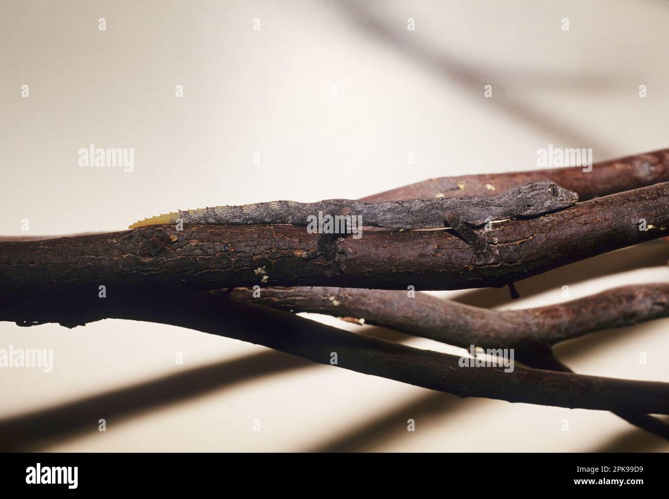 The northern spiny-tailed gecko (Strophurus ciliaris) is a species of ...