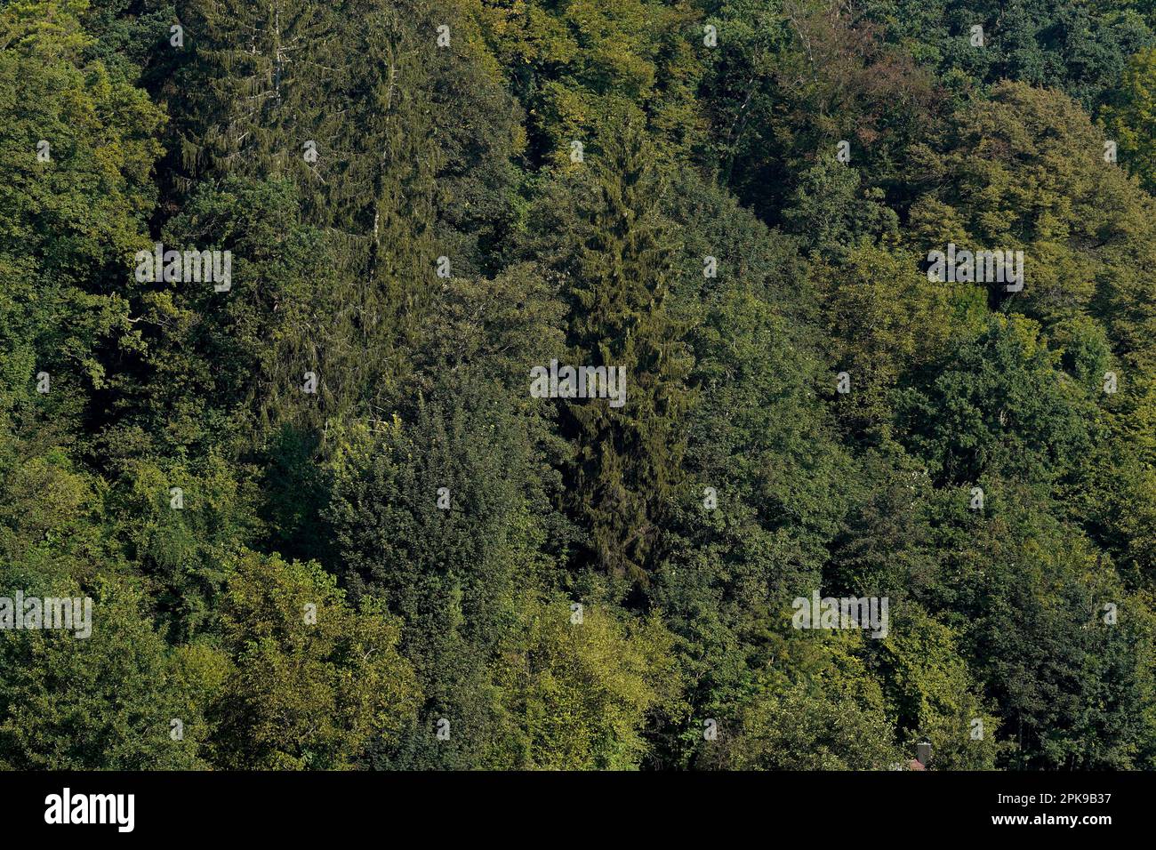 Germany, Bavaria, Upper Bavaria, Altötting county, mixed forest, tree tops, detail Stock Photo