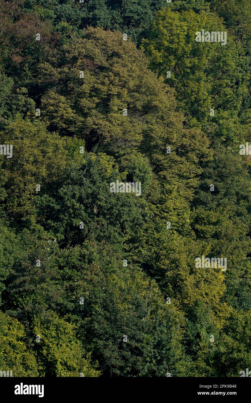 Germany, Bavaria, Upper Bavaria, Altötting county, mixed forest, tree tops, detail Stock Photo