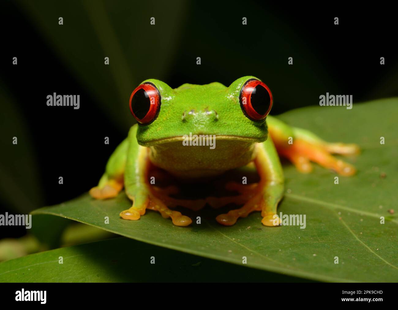 A Red-eyed Leaf Frog (Agalychnis callidryas) from Veracruz, Mexico ...
