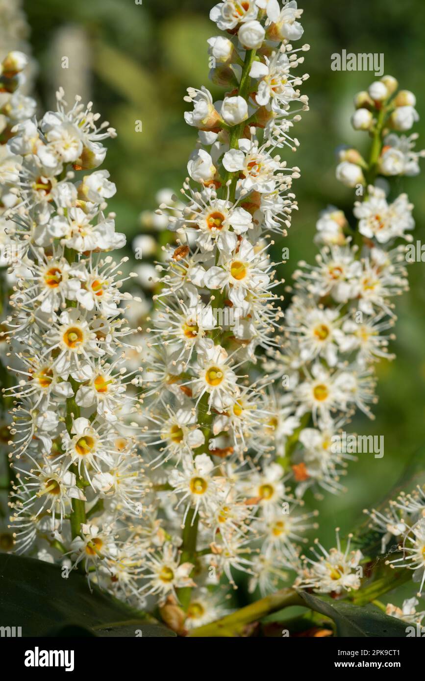 Italy, Lombardy, Flowers of the Cherry Laurel, Prunus Laurocerasus Stock Photo