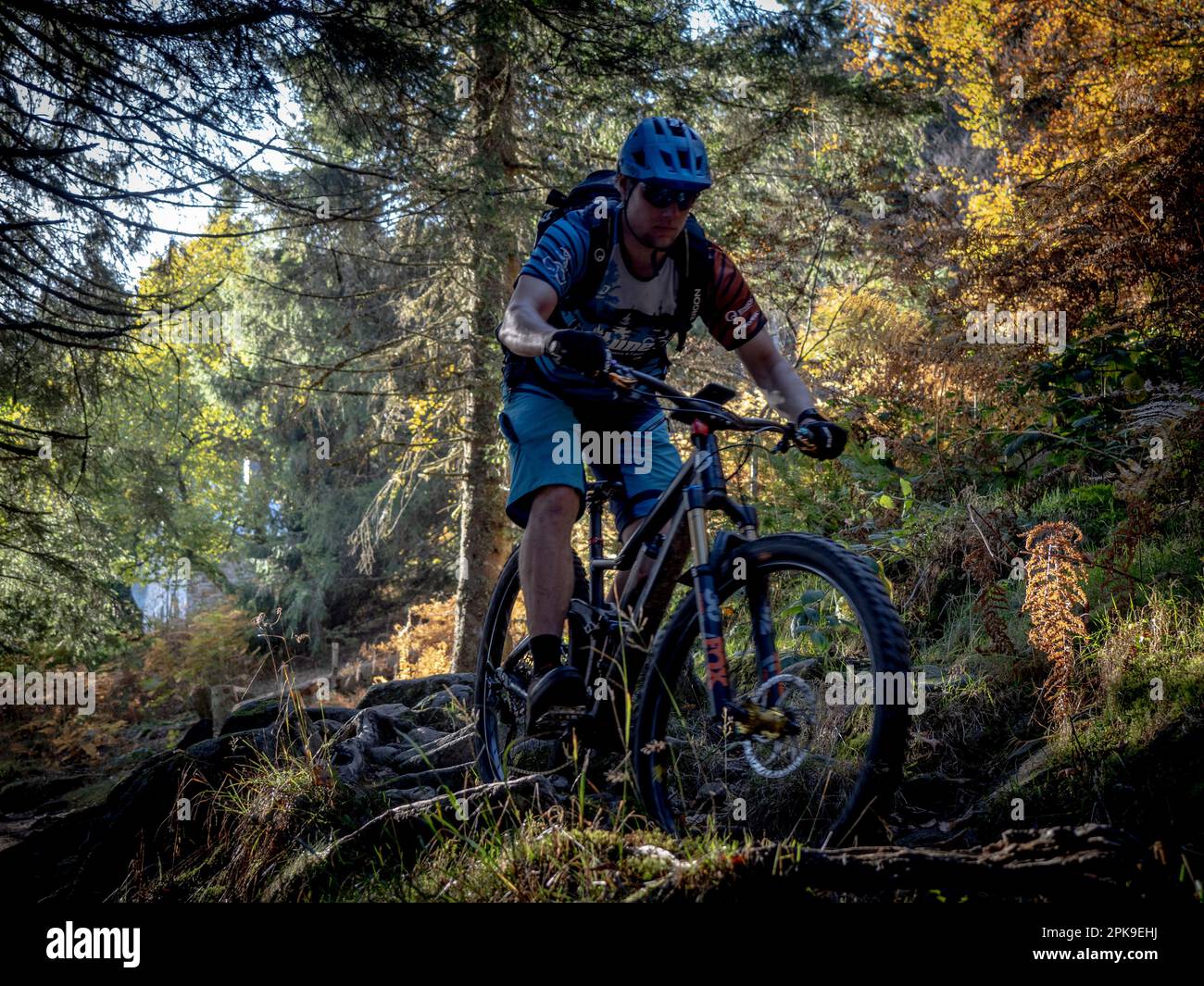 Mountain biker on single trail in the High Vosges between Lac des Truites and Lac Vert Stock Photo