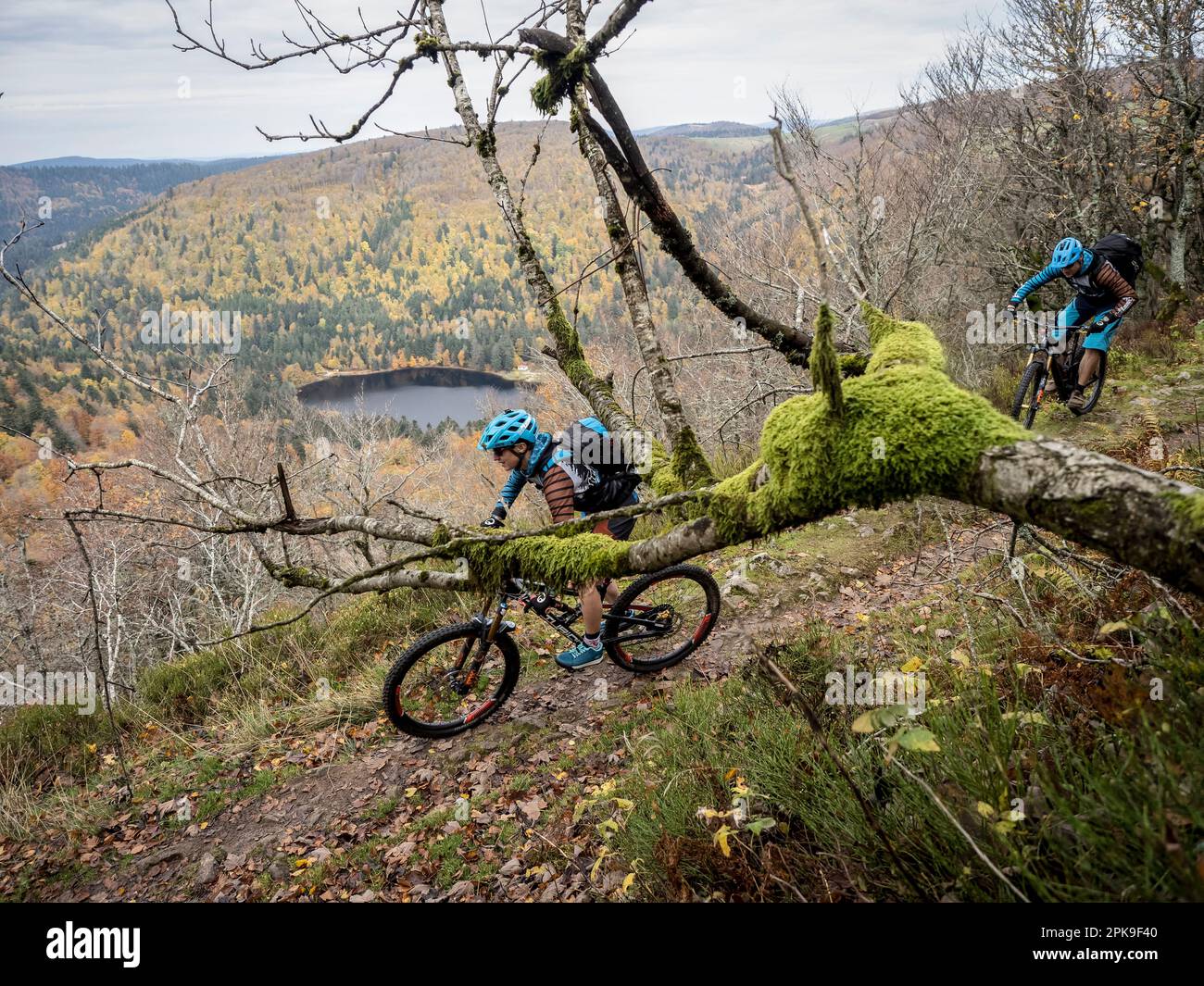 Mountain biker on a forest road near the Route des Cretes in the Rainkopf. Stock Photo
