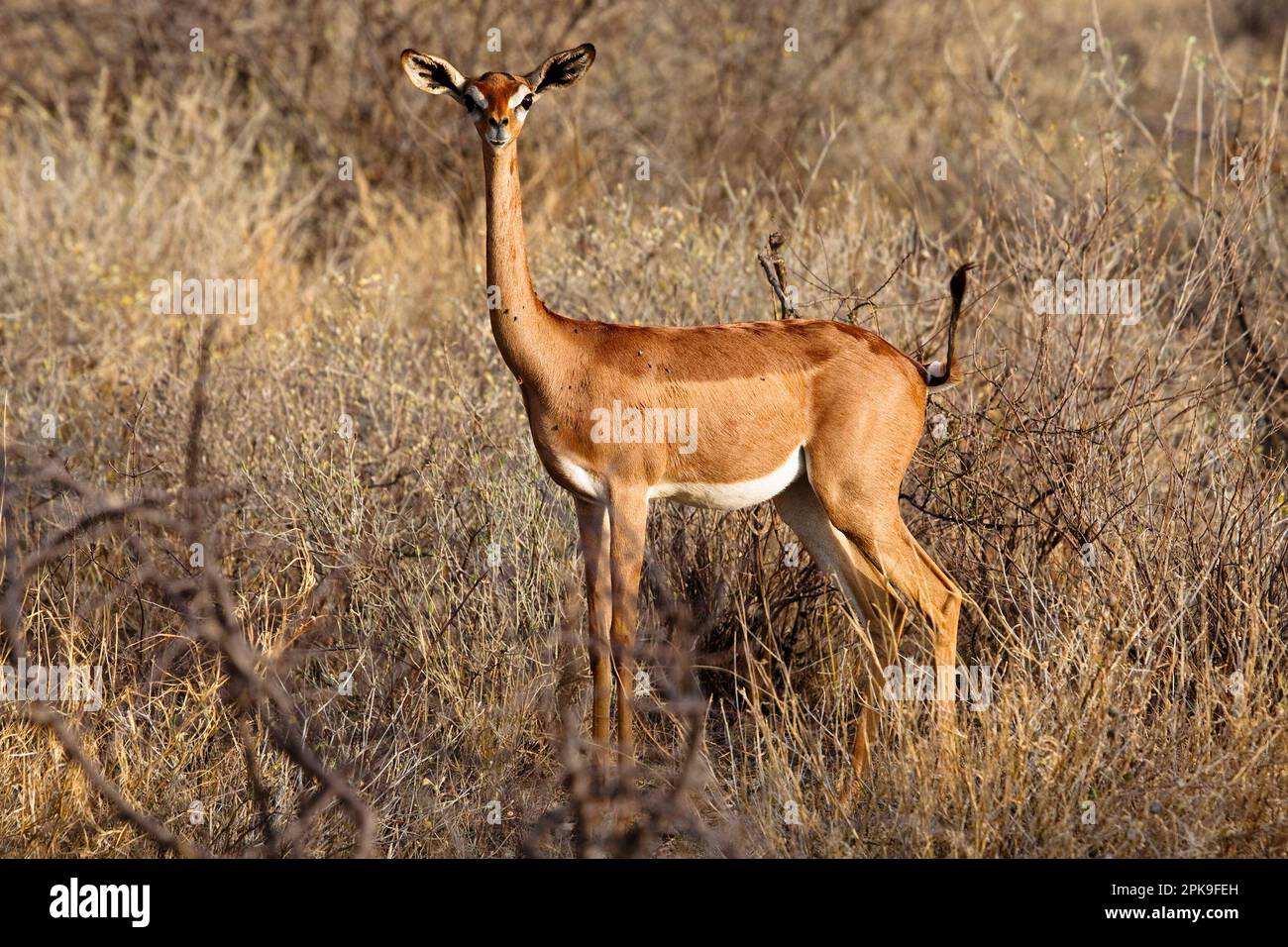 A Female Gerenuk (Litocranius walleri) side view in the bush with a head that looks like ET's, Samburu, Kenya Stock Photo