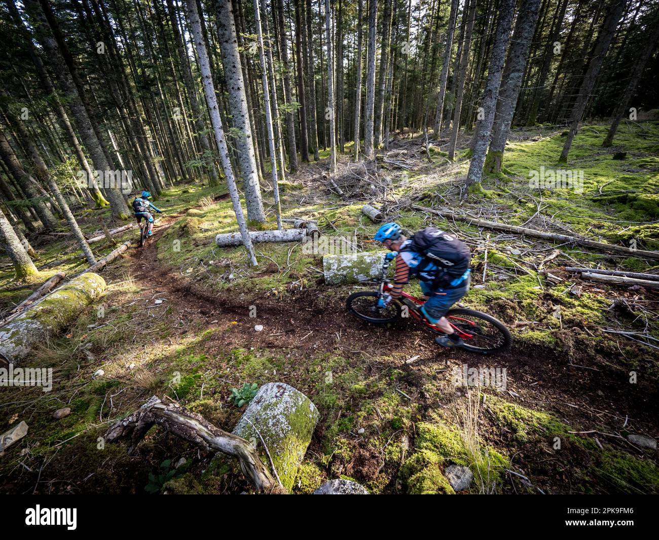 Mountain biker on single trail in the High Vosges. Downhill to Hirsteren Stock Photo