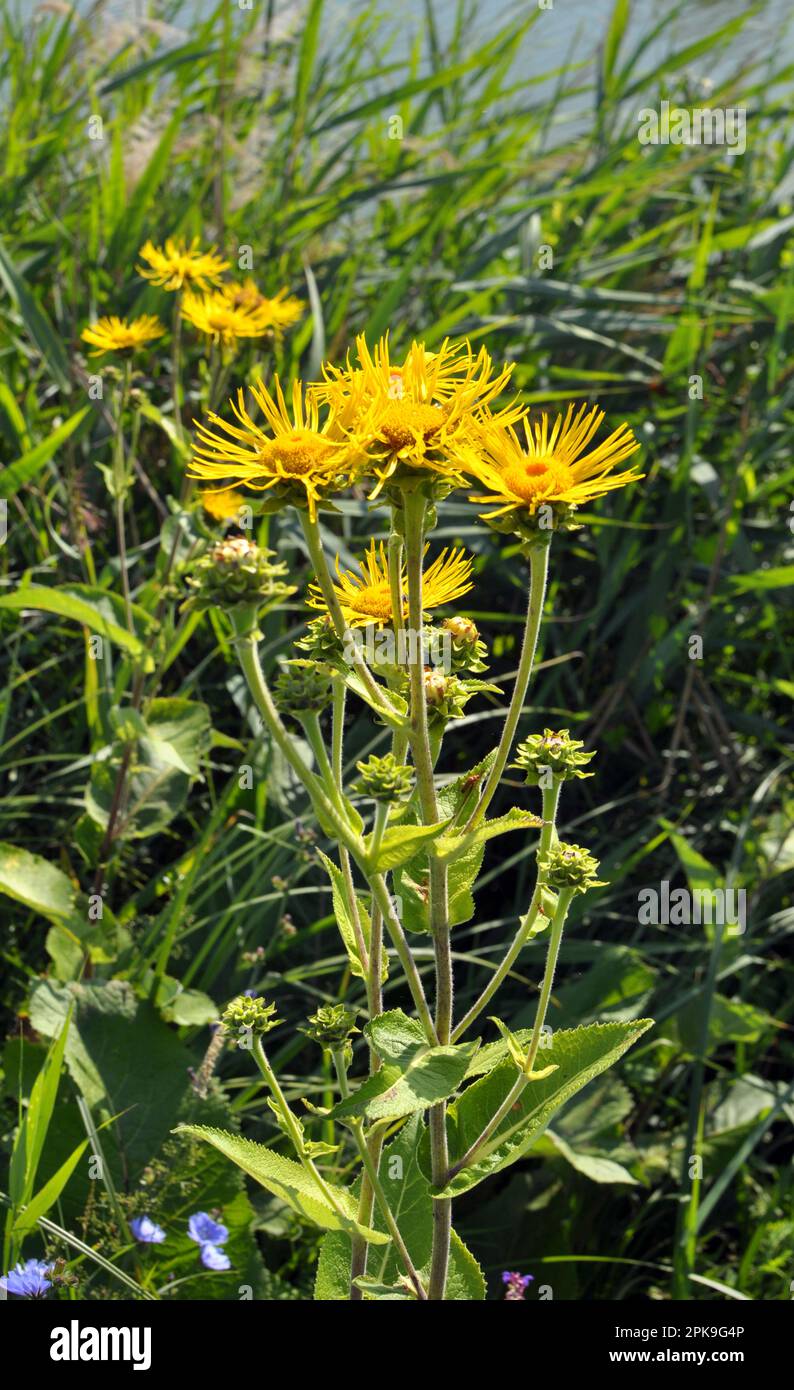 The valuable medicinal plant inula helenium grows in the wild Stock Photo