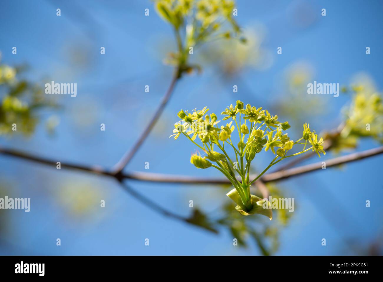 Italy, Lombardy, Norway Maple, Acer Platanoides, Flowering Stock Photo
