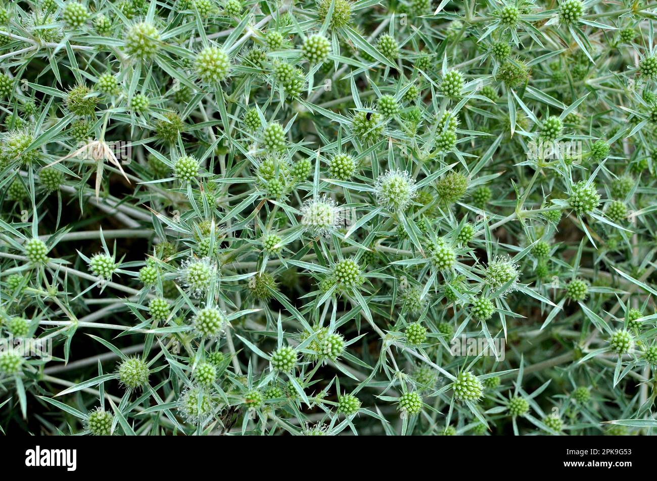 In the wild grows a thistle Eryngium campestre Stock Photo