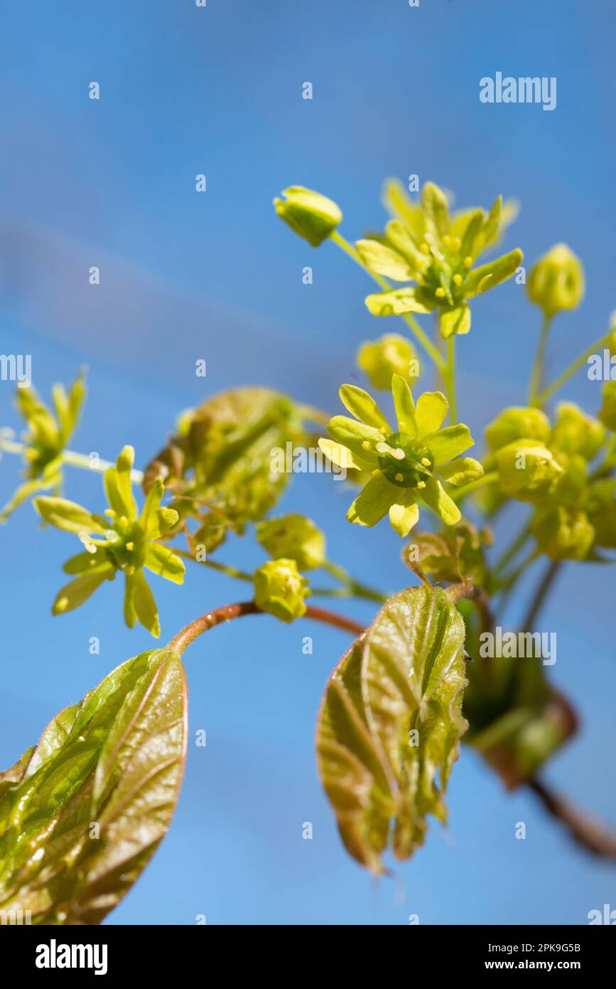 Italy, Lombardy, Norway Maple, Acer Platanoides, Flowering Stock Photo