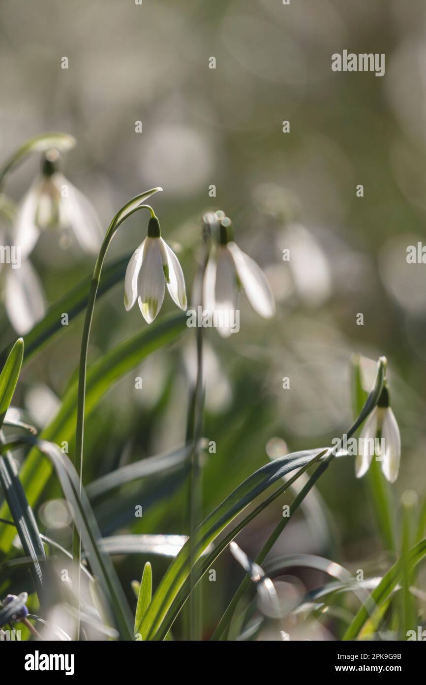 Small snowdrop (Galanthus nivalis) 'Viridi apice' Stock Photo
