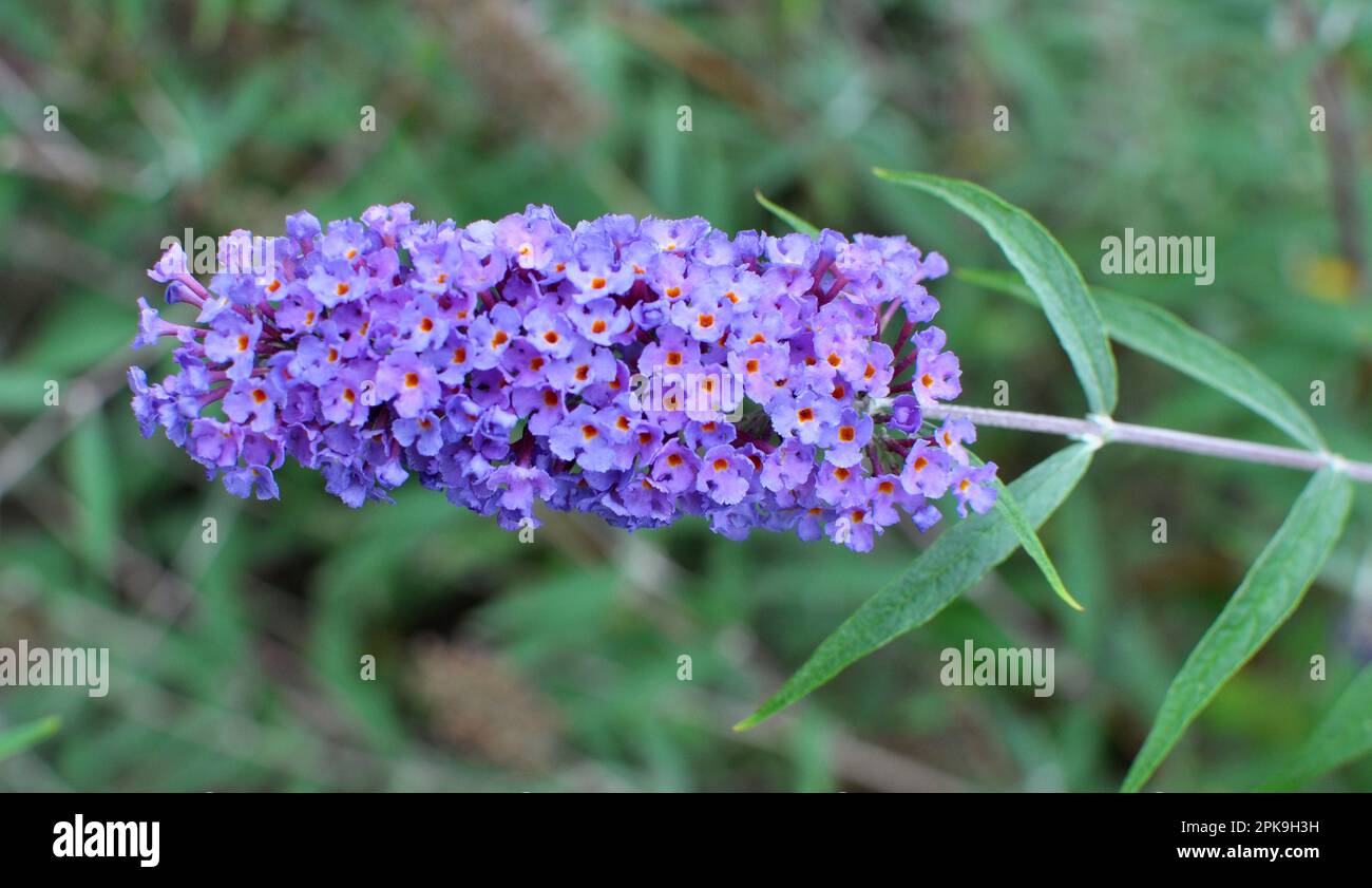 The buddleja davidii bush is blooming in the garden Stock Photo - Alamy