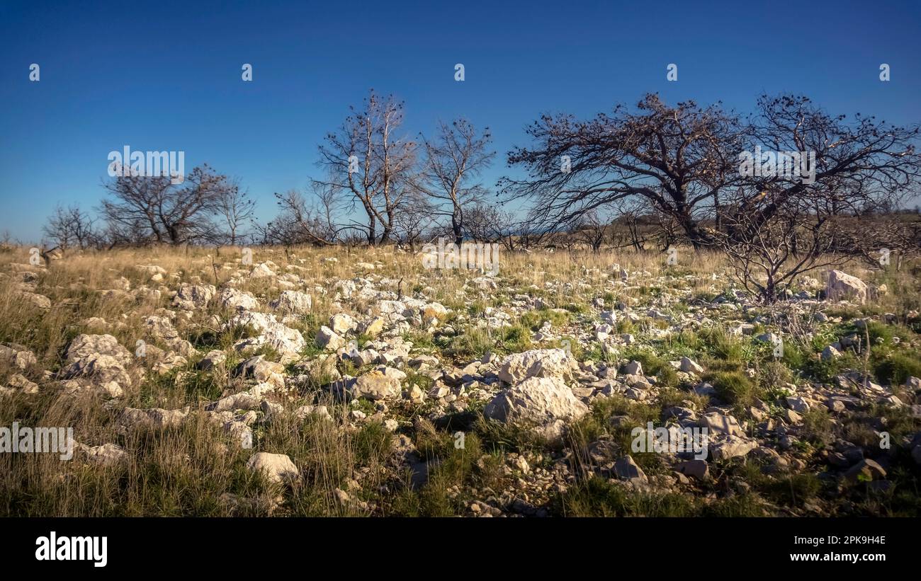 nature a year and a half after the fires on the Massif de la Clape near Narbonne Plage. Stock Photo