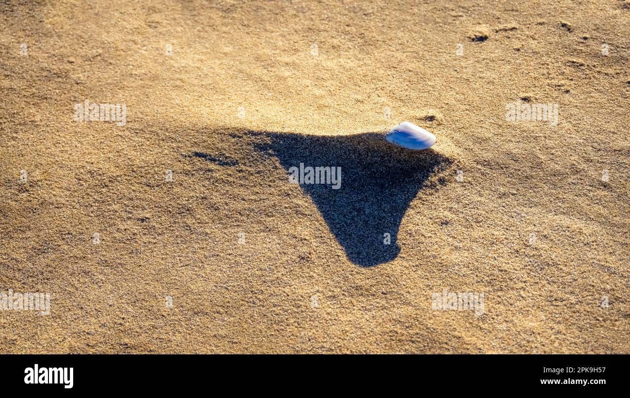 Sand drift and shell in Narbonne Plage. Stock Photo