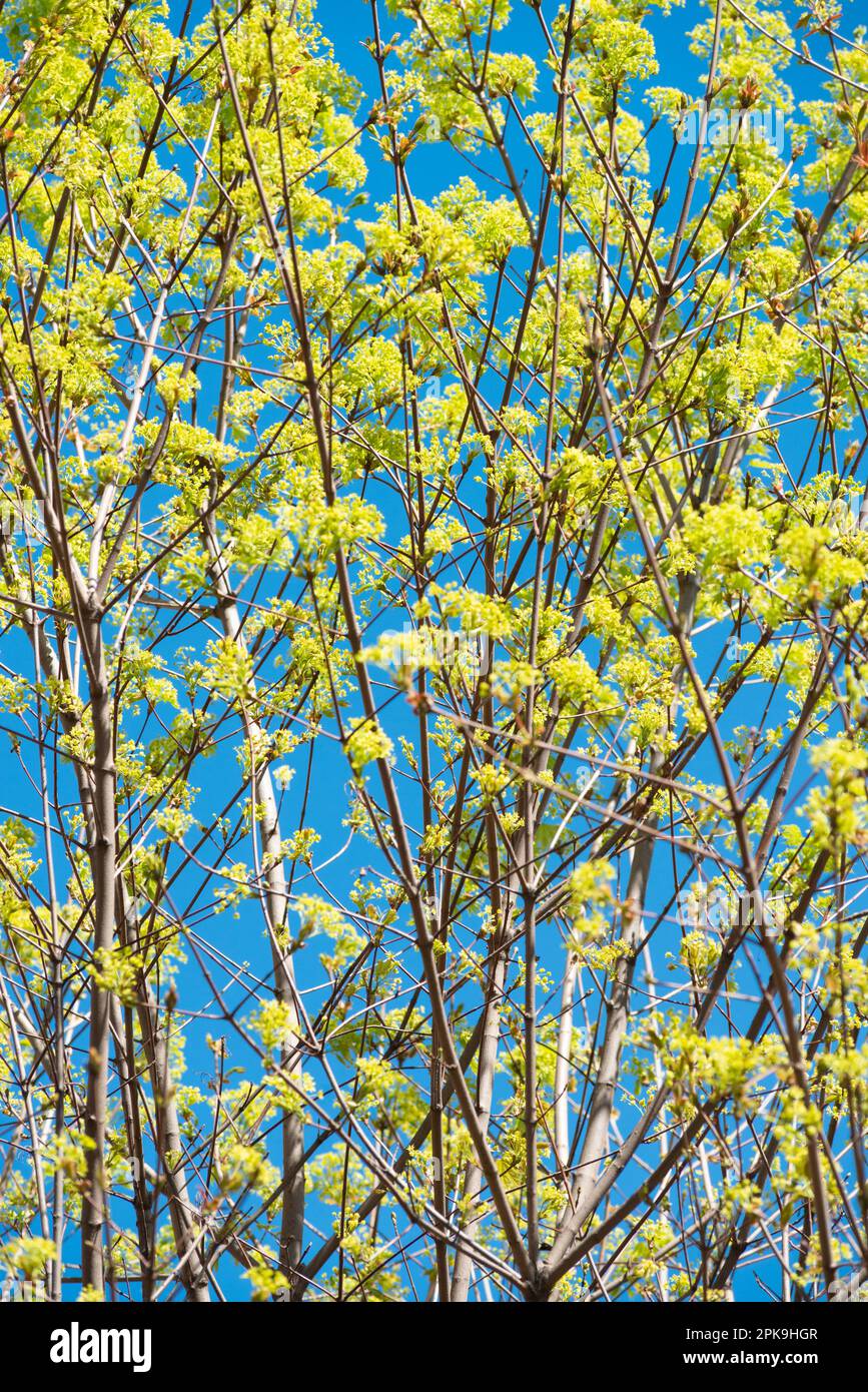 Italy, Lombardy, Norway Maple, Acer Platanoides, Flowering Stock Photo