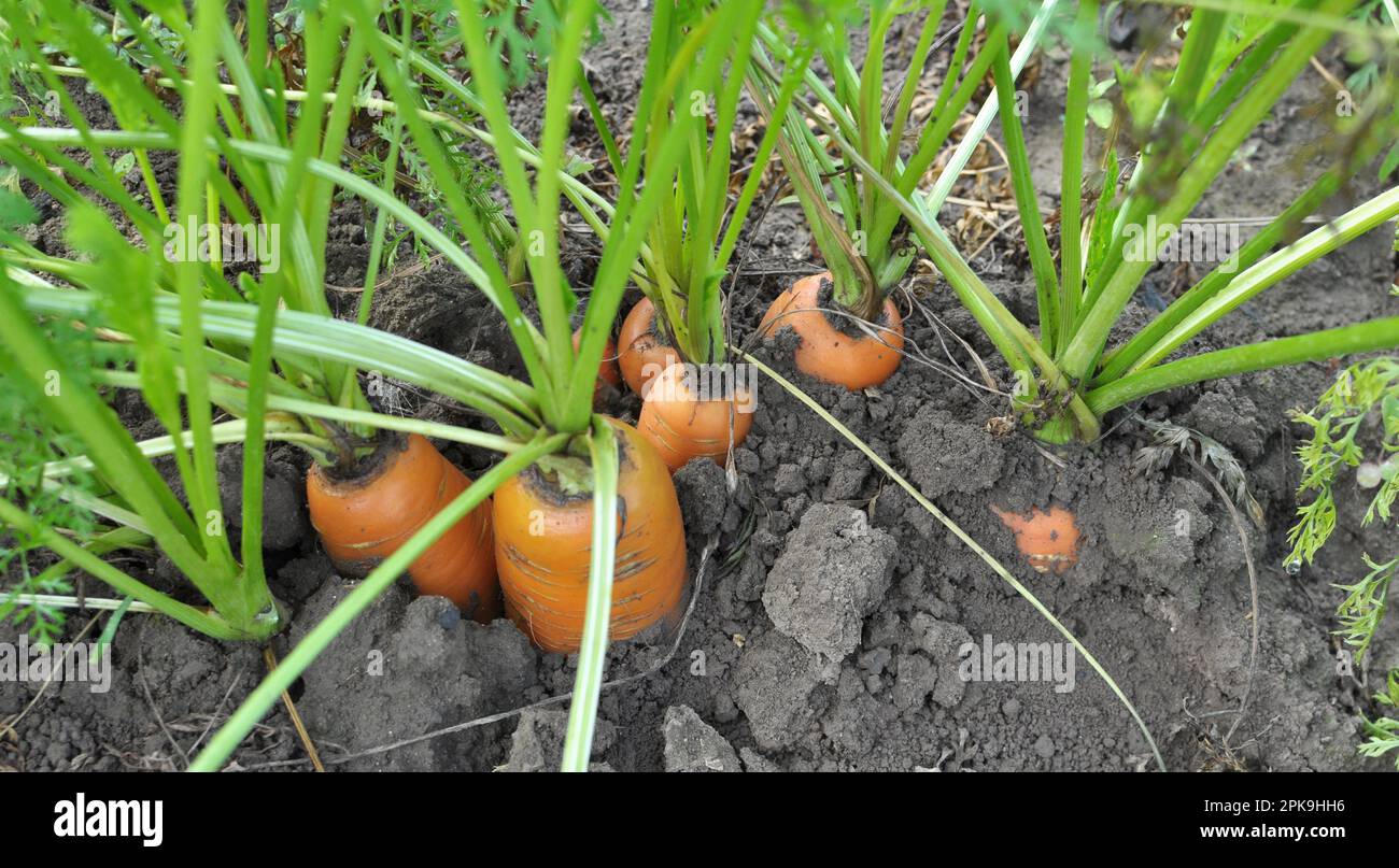 Carrots growing in the garden in open organic soil Stock Photo - Alamy