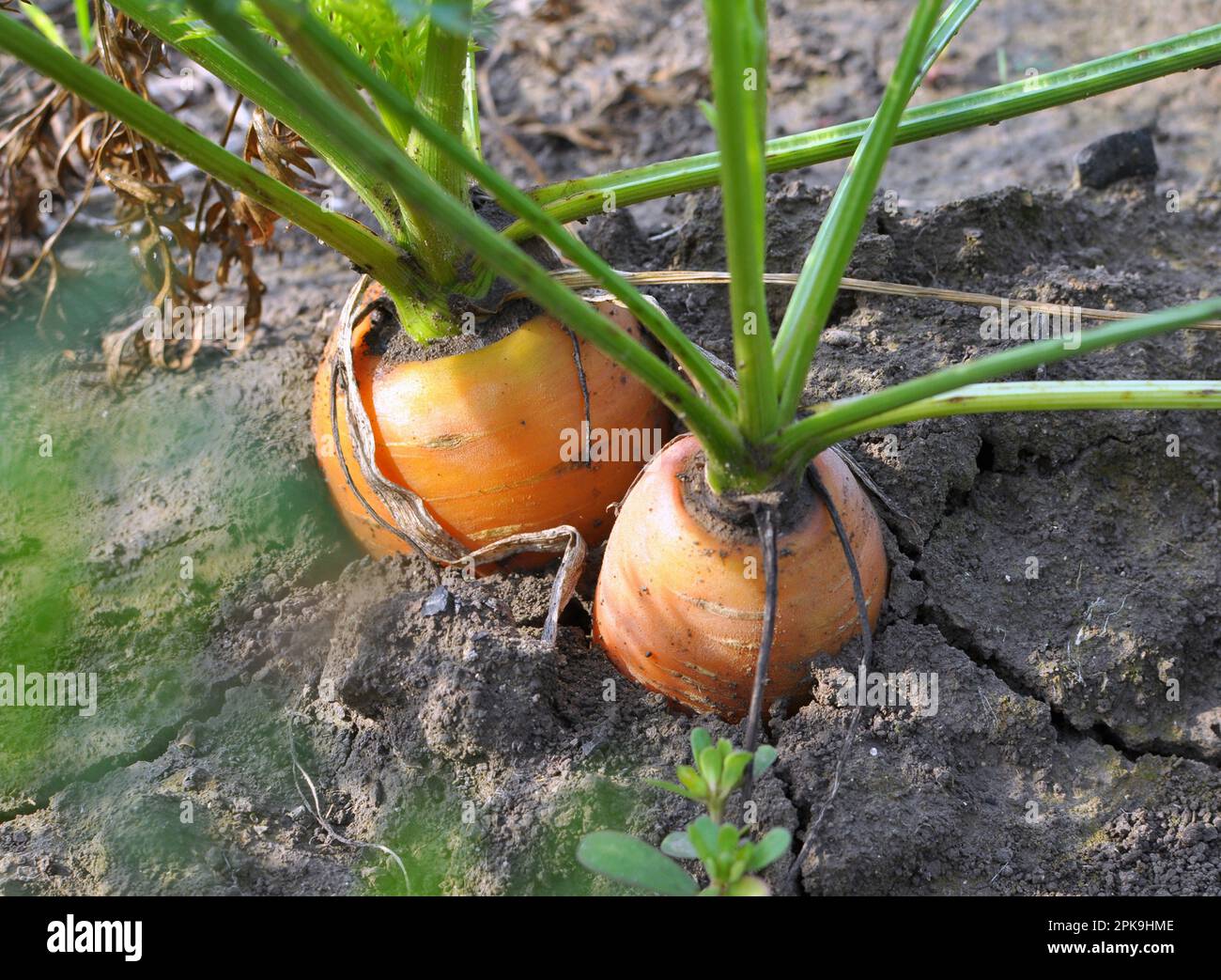 Carrots growing in the garden in open organic soil Stock Photo - Alamy